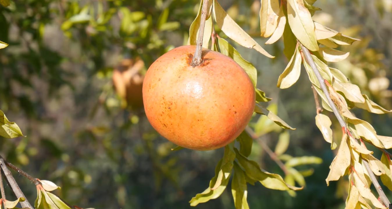 Consumare melograno aiuta il nostro cuore