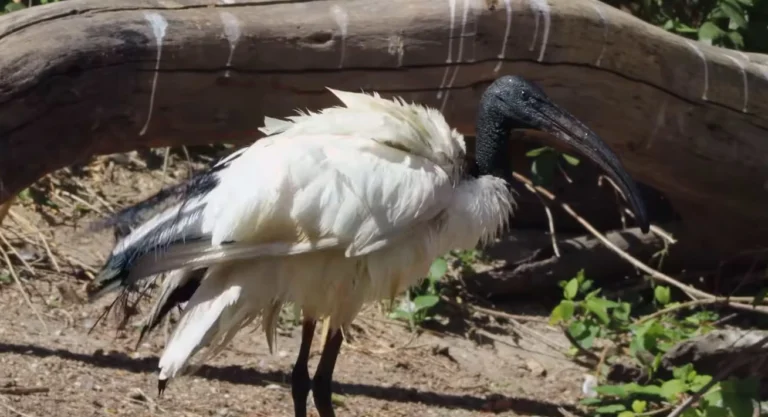 Ibis Sacro in Puglia: l’avvistamento nel Salento attira l’attenzione degli studiosi