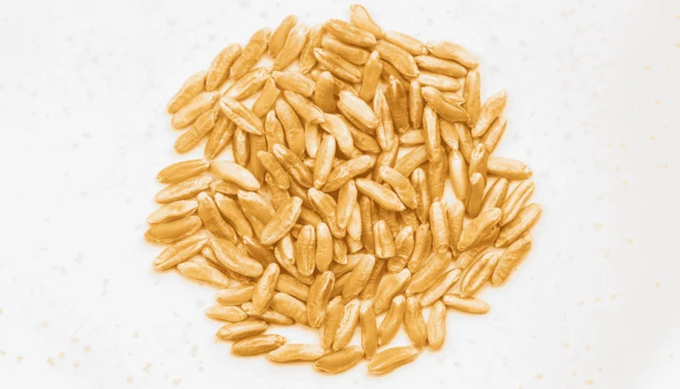 Grano khorasan: coltivazione e come si utilizza