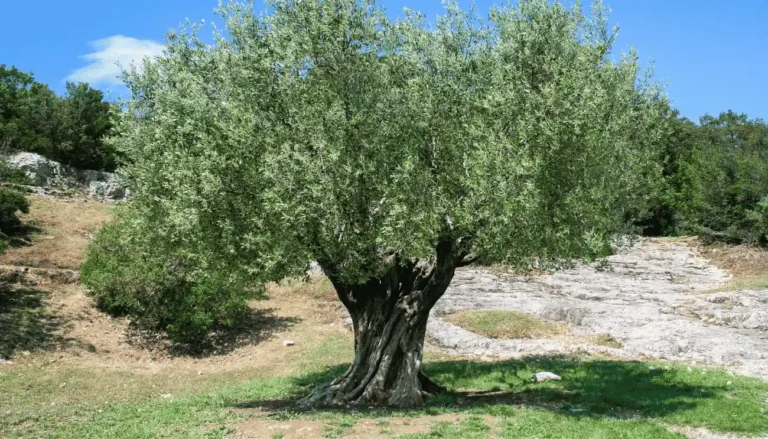 Uliveti in Puglia: alla scoperta di ulivi secolari e millenari