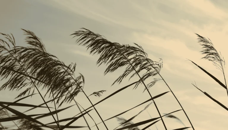 Allerta meteo in Puglia il 24 e 25 marzo 2025: vento forte e mareggiate