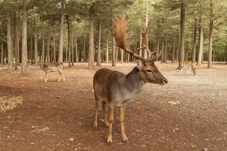 Foresta Mercadante