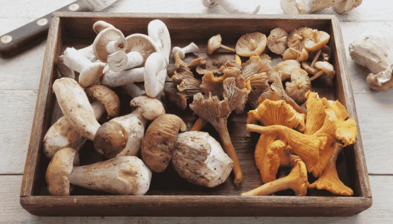 Sagre in Puglia ottobre 2025
