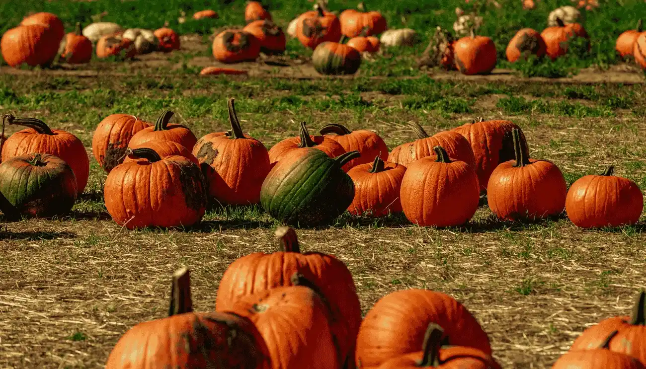 campi di zucche in puglia