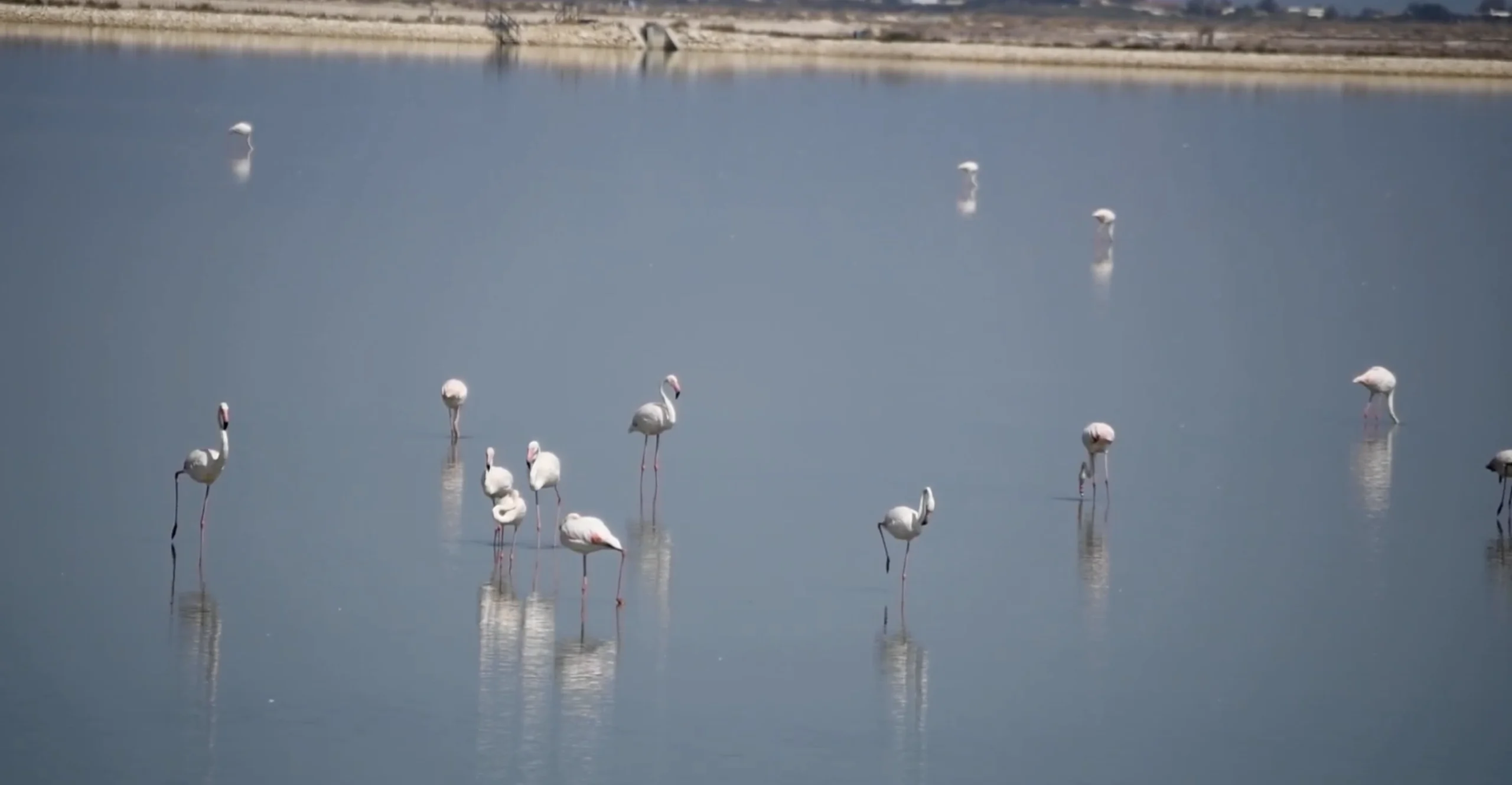 Fenicotteri rosa Salina di Margherita di Savoia