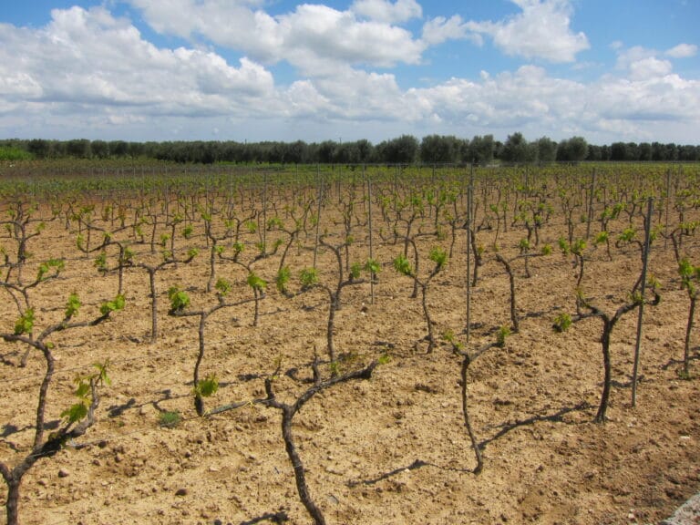 Vigneto di Negroamaro allevato ad alberello in primavera, con gli ulivi sullo sfondo