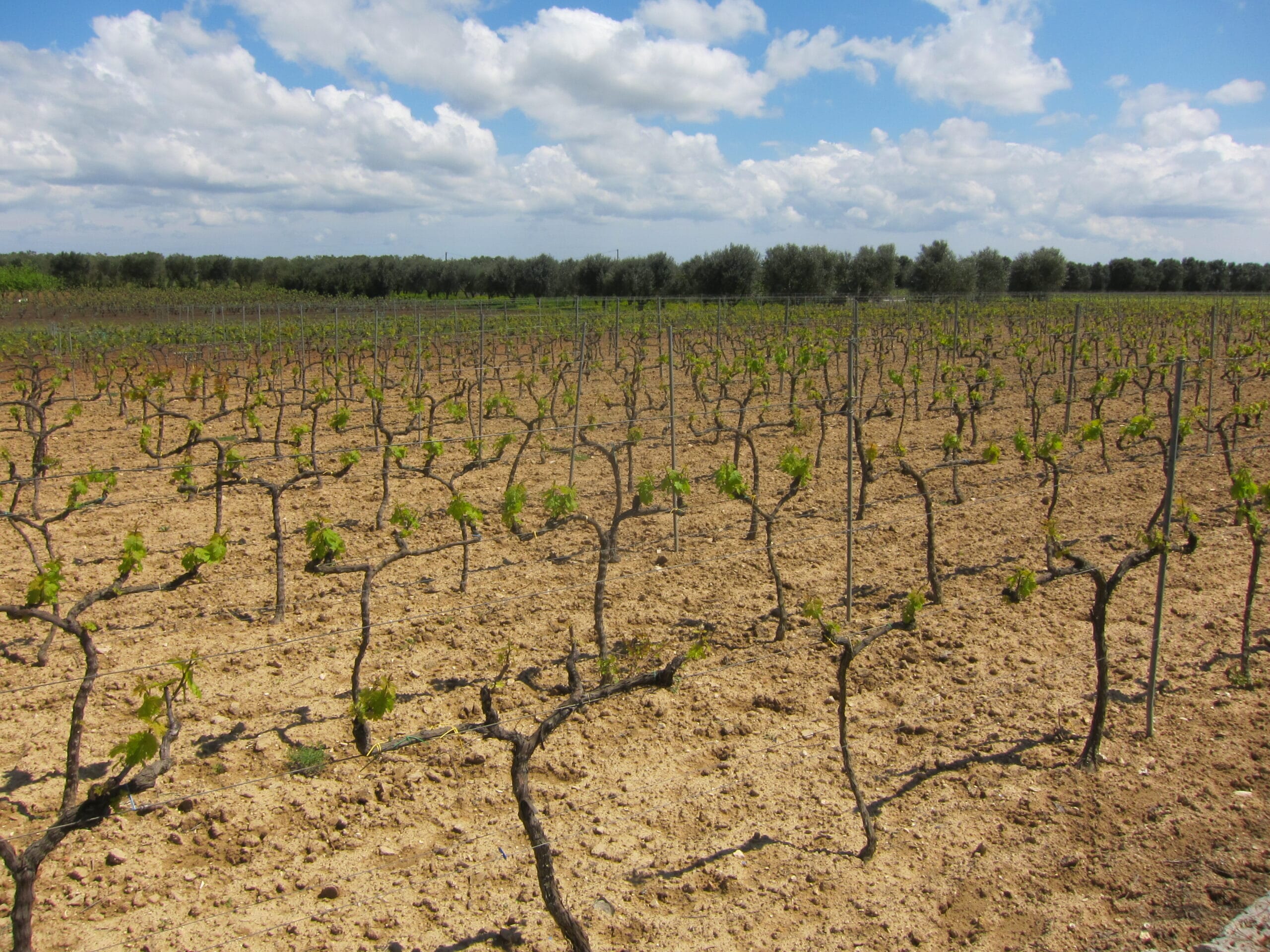 Vigneto di Negroamaro allevato ad alberello in primavera, con gli ulivi sullo sfondo