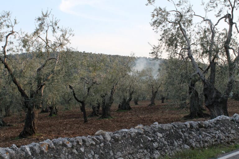Uliveto in Puglia delimitato da un muretto a secco