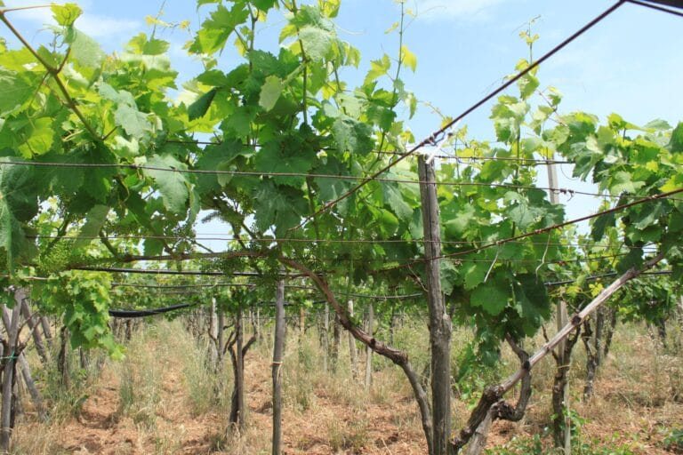 Vigneto in Puglia con le viti allevate a pergola in estate